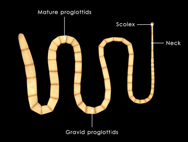 basic anatomy of a tapeworm