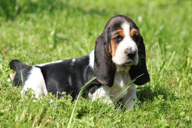 Basset Hound puppy