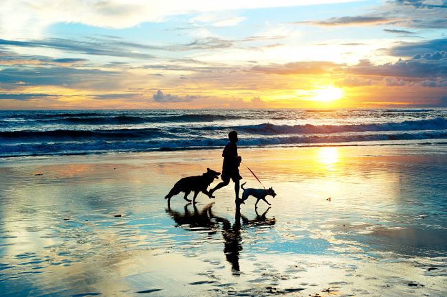 man running on the beach with dogs at sunset