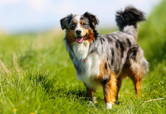 Border Collie