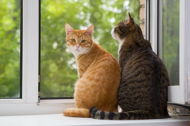 two cats sitting on a window sill