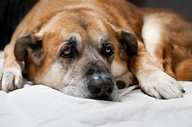 5 Signs of Arthritis in Dogs