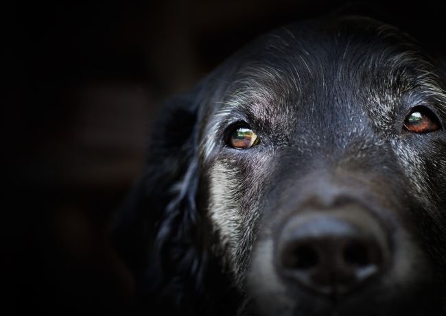 closeup of old labrador retriever