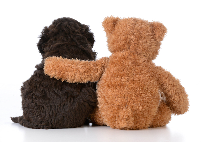 10 Dogs That Look Like Teddy Bears