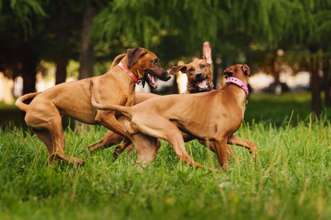 Rhodesian Ridgebacks