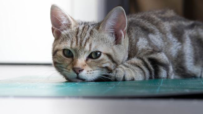 American shorthair kitten