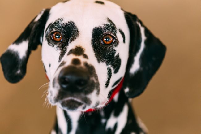 Dalmatian face close up