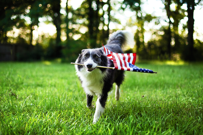 dog carrying a us flag