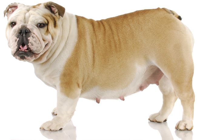 pregnant bulldog