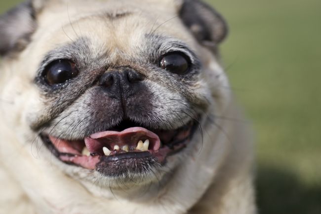 close-up of Pug's face