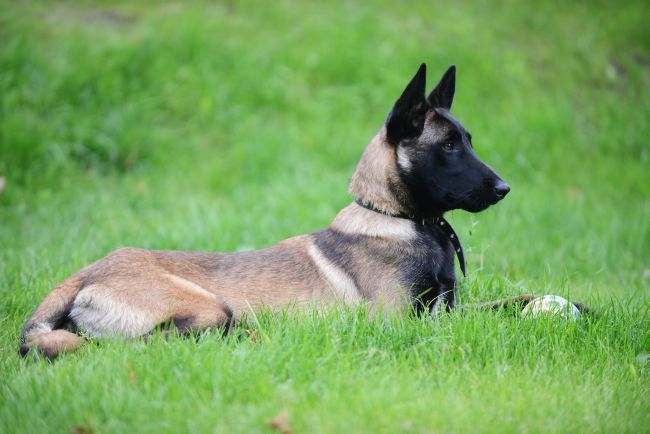 Belgian Malinois