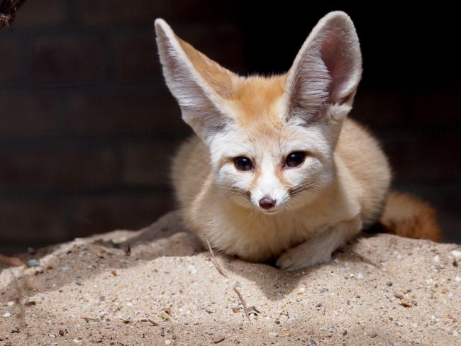 Fennec Fox