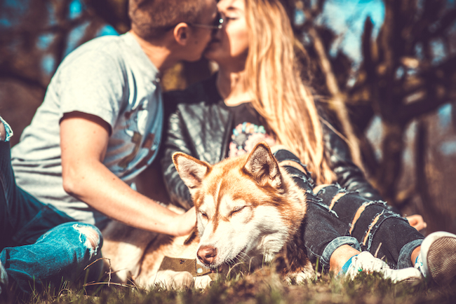 Portrait of husky dog with kissing couple behind