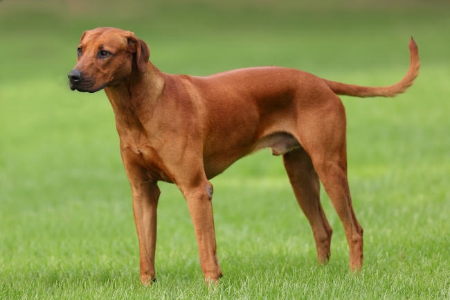 Rhodesian Ridgeback