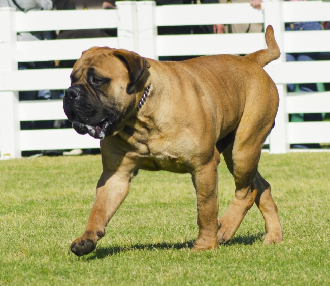 bullmastiff