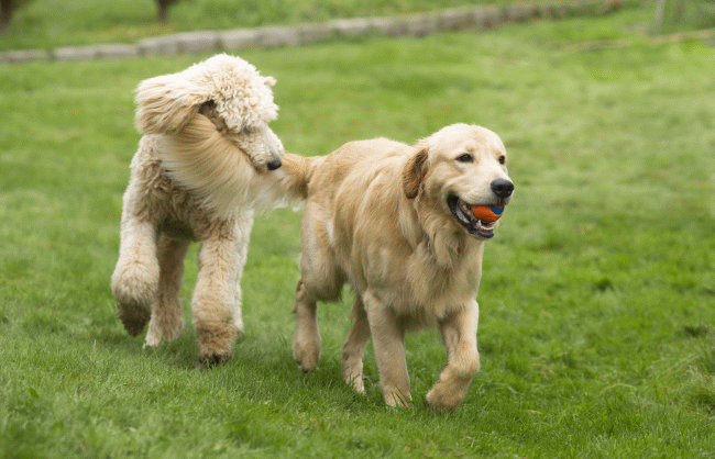 poddle and golden retriever playing