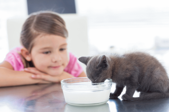 Mistakes Pet Owners Make When Feeding Cats