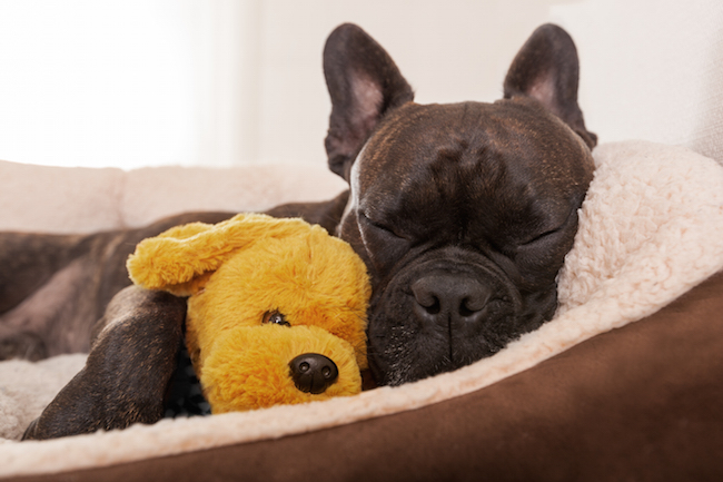 A de-stressed dog is a happy dog, and perhaps with some extra years.