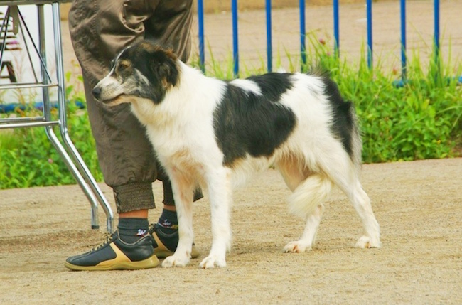 Rarest Dog Breeds in the World