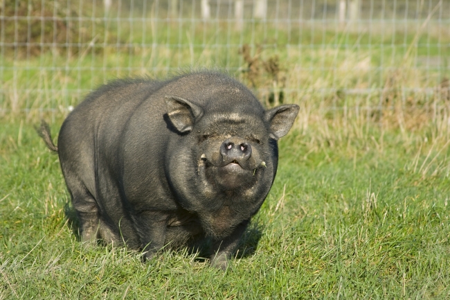 Potbellied Pig