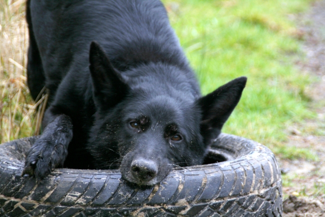 dog chewing on car tire