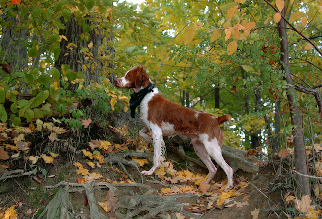 Brittany dog