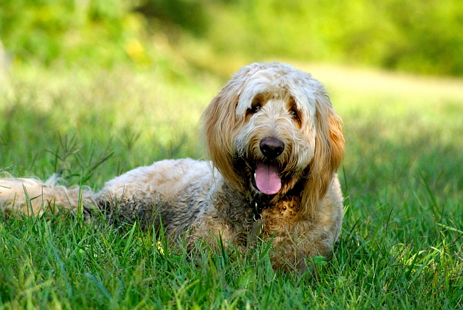 Goldendoodle