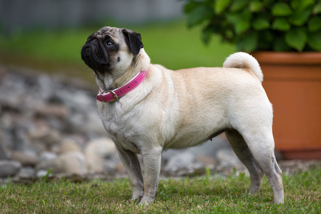 Best Dog Breeds for First-Time Owners