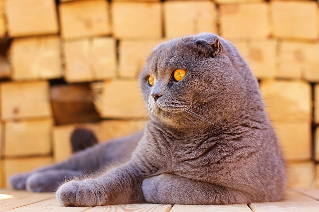 Scottish Fold Cat