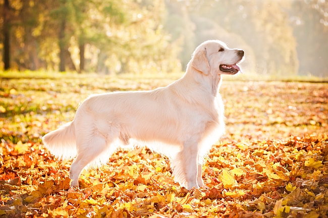 Golden Retriever Facts