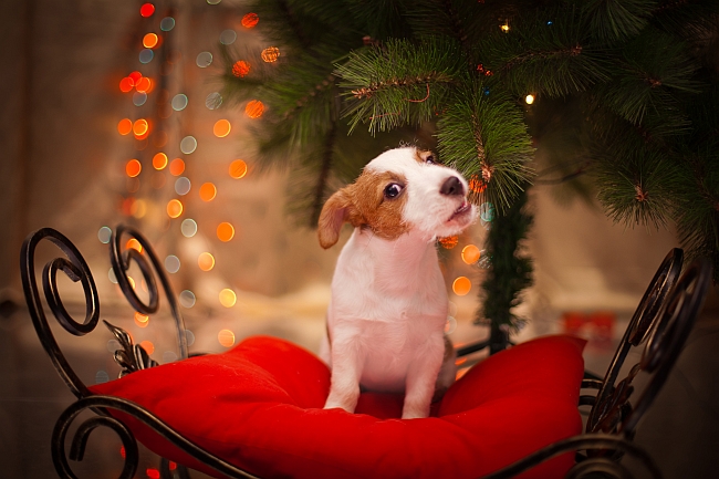 Jack Russell Terrier puppy