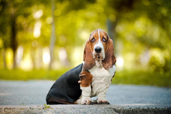 Basset Hounds