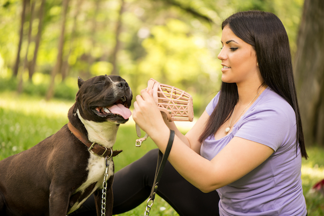 girl putting muzzle on dog