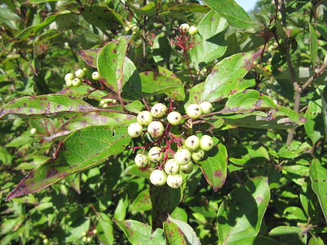 White berries of the poison sumac plant