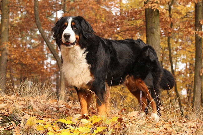 Bernese Mountain Dog