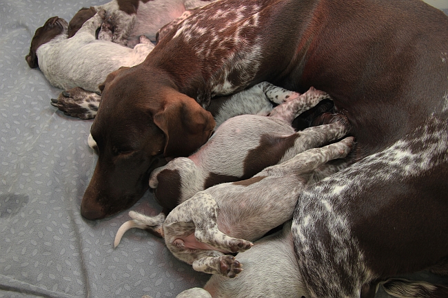 German shorthaired pointer with puppies