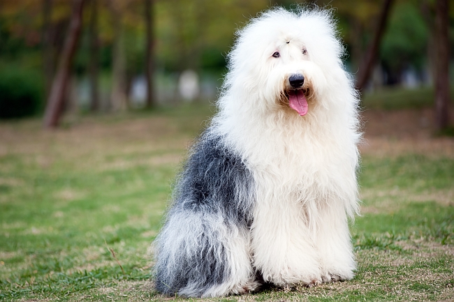 English long haired dog hotsell