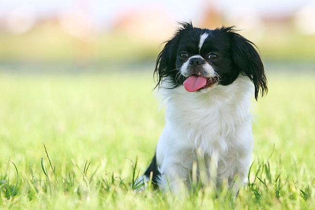 Pekingese Dog Breed Facts