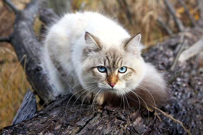 Siberian Cat