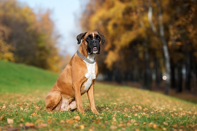 boxer dog