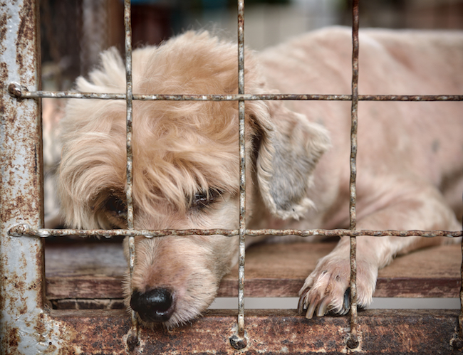 dog lying down in a cage