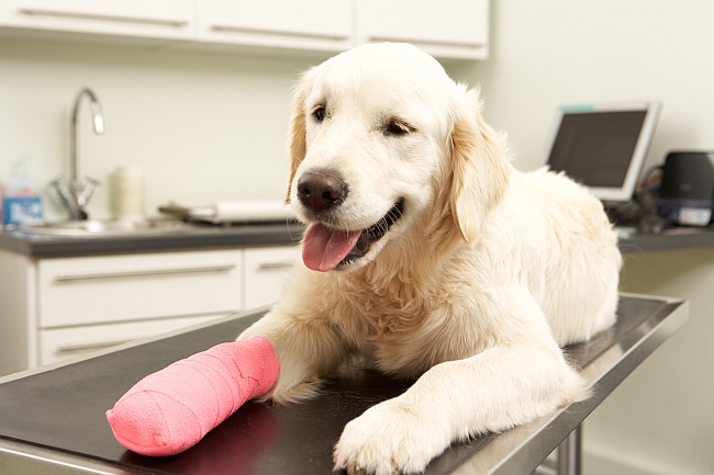 dog on vet table after procedure