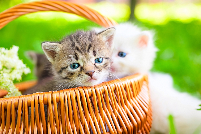 kittens in a basket