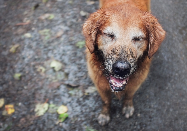 muddy Golden Retriever