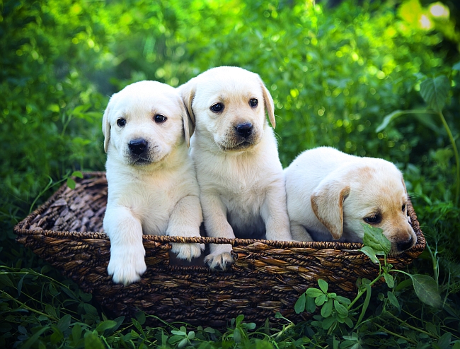 labrador retriever puppies in a basket