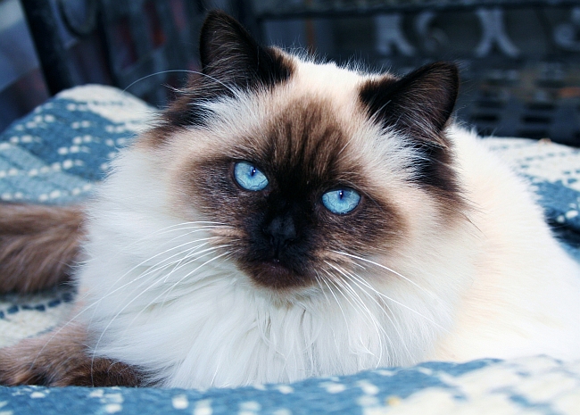 Ragdoll Cat