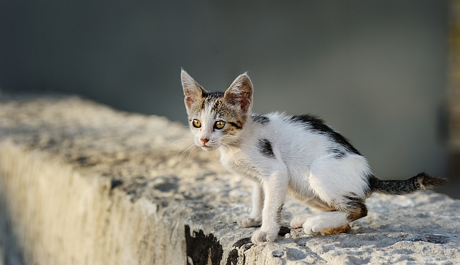 How to Help Outdoor Cats in Winter