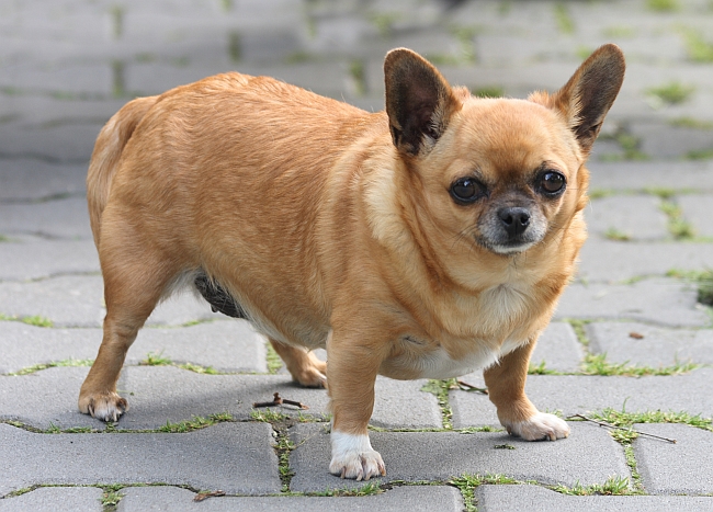 fat chihuahua