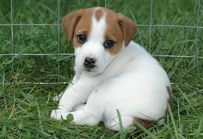 jack russell puppy in pen