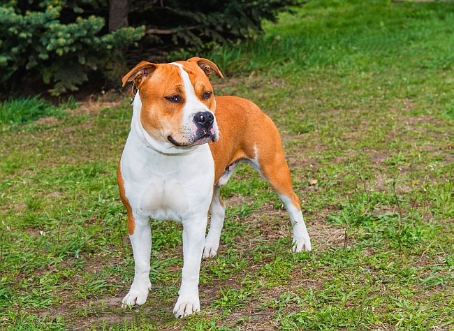 Staffordshire Terrier